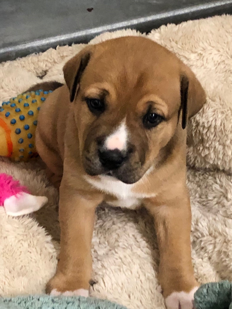 Puppy2-1.jpeg