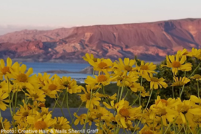 Fan Photo: Desert Wildflowers by Sherrill Graff