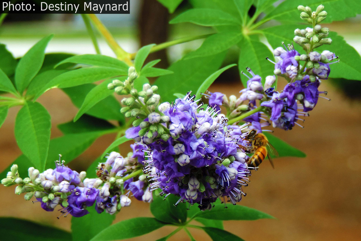 Fan Photo: Pollinator About Town by Destiny Maynard