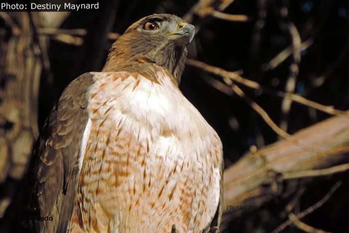 Fan Photo: Red-Tailed Hawk Visits ABC Park