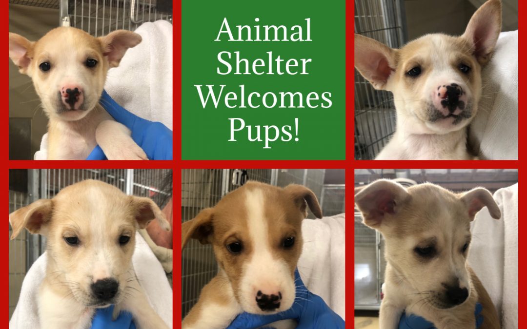 Puppies Available for Adoption Soon