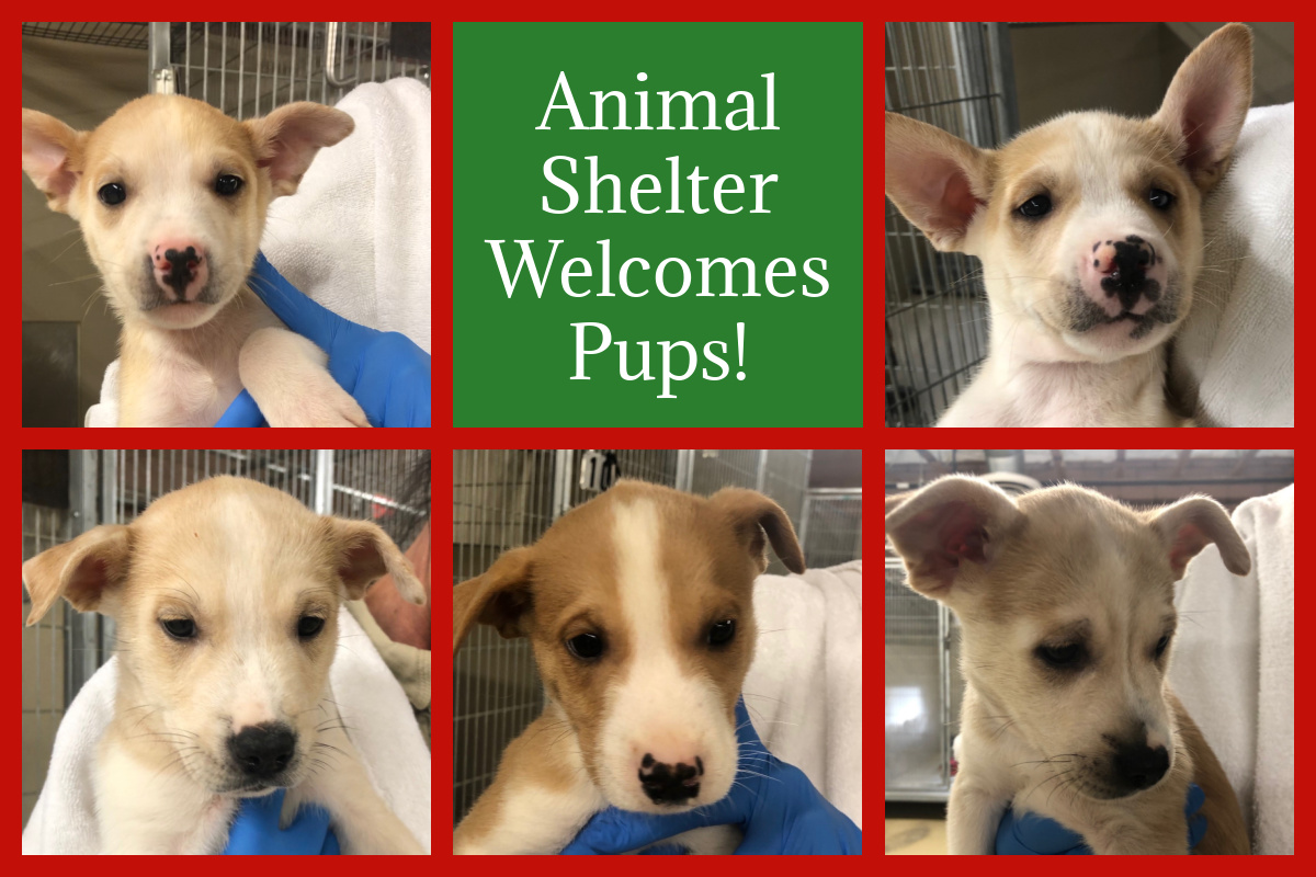 Puppies Available for Adoption Soon