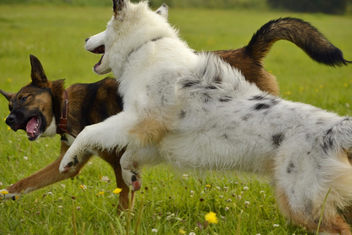 Boulder City Proposed "Leash Law" Meets Resistance