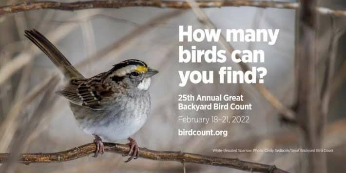 Big Backyard Bird Count Celebrates 25 Years