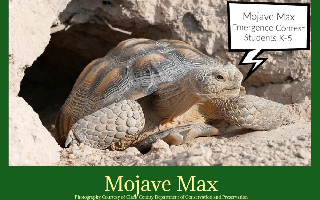 Move Over Punxsutawney Phil, Mojave Max is here!