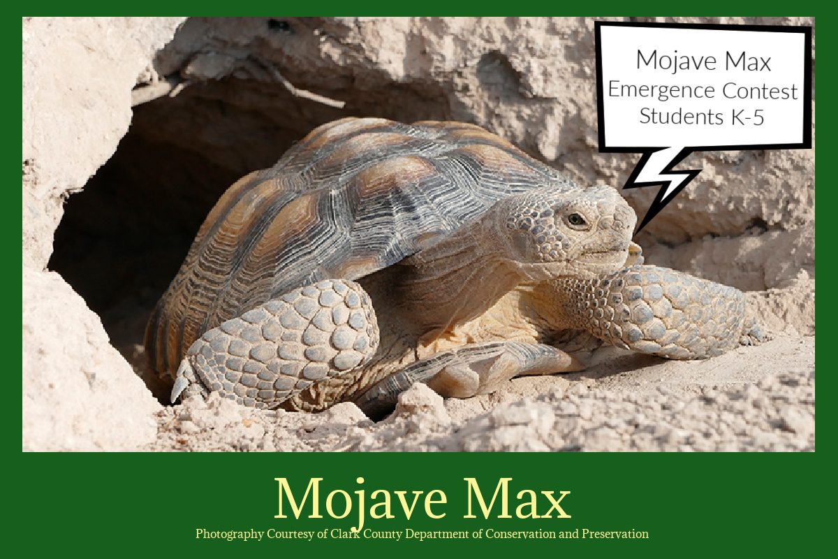 Move Over Punxsutawney Phil, Mojave Max is here!