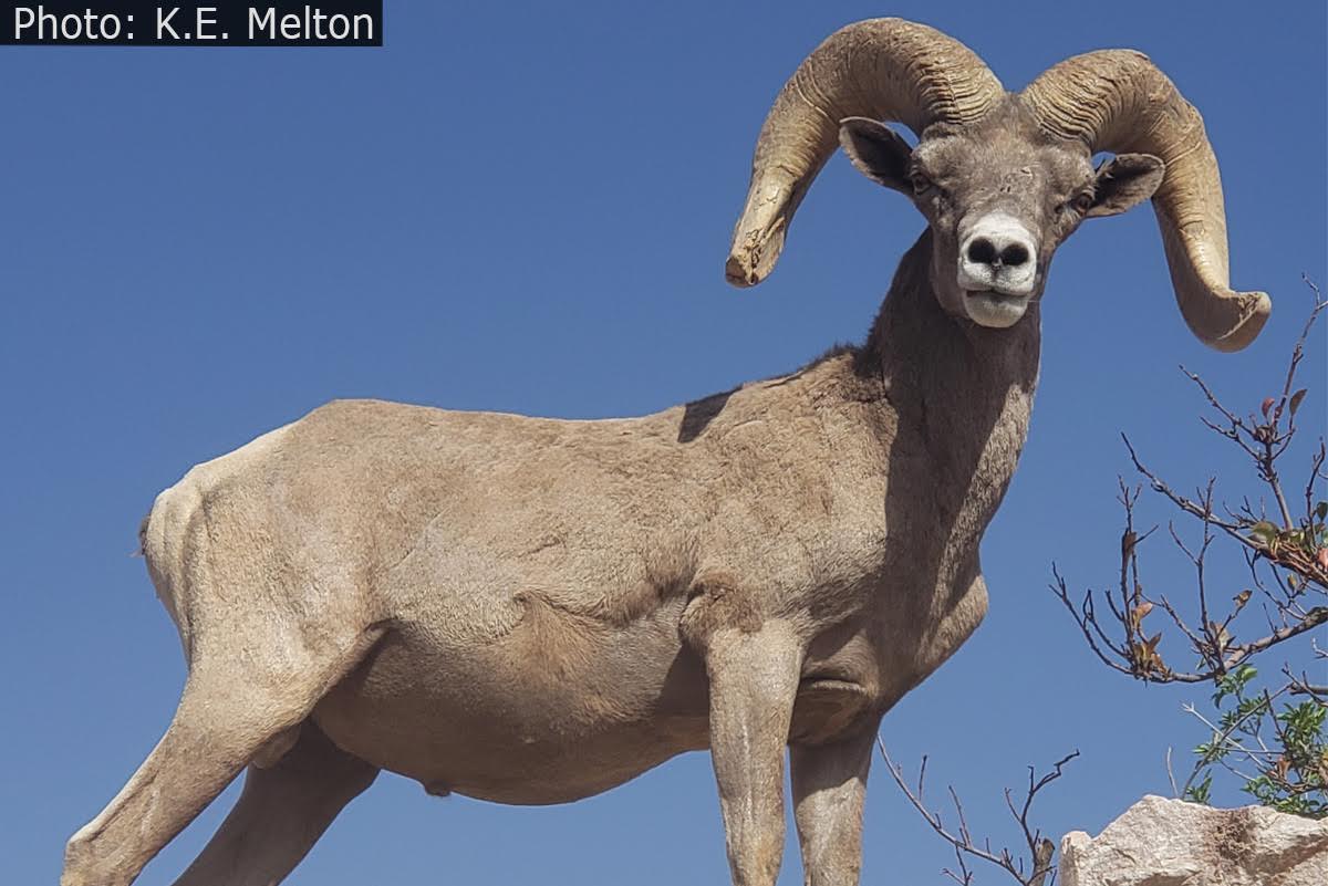 Fan Photo: Beautiful Bighorn by KE Melton