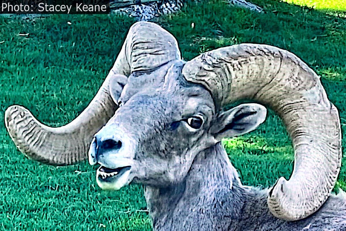 Fan Photo: Smiling Sheep