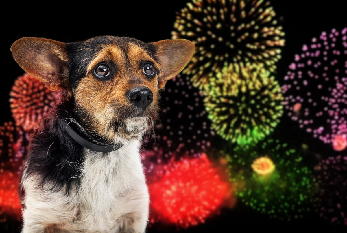 Dogs CBD Fireworks Boulder City, Nevada