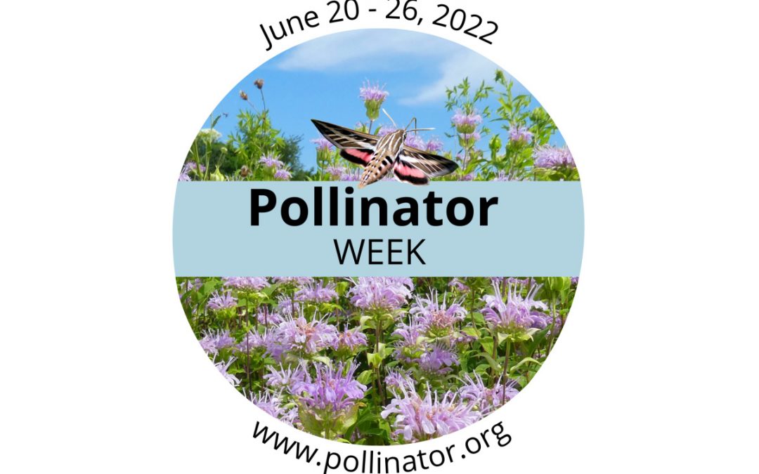 “Bee” Prepared: It’s Pollinator Week
