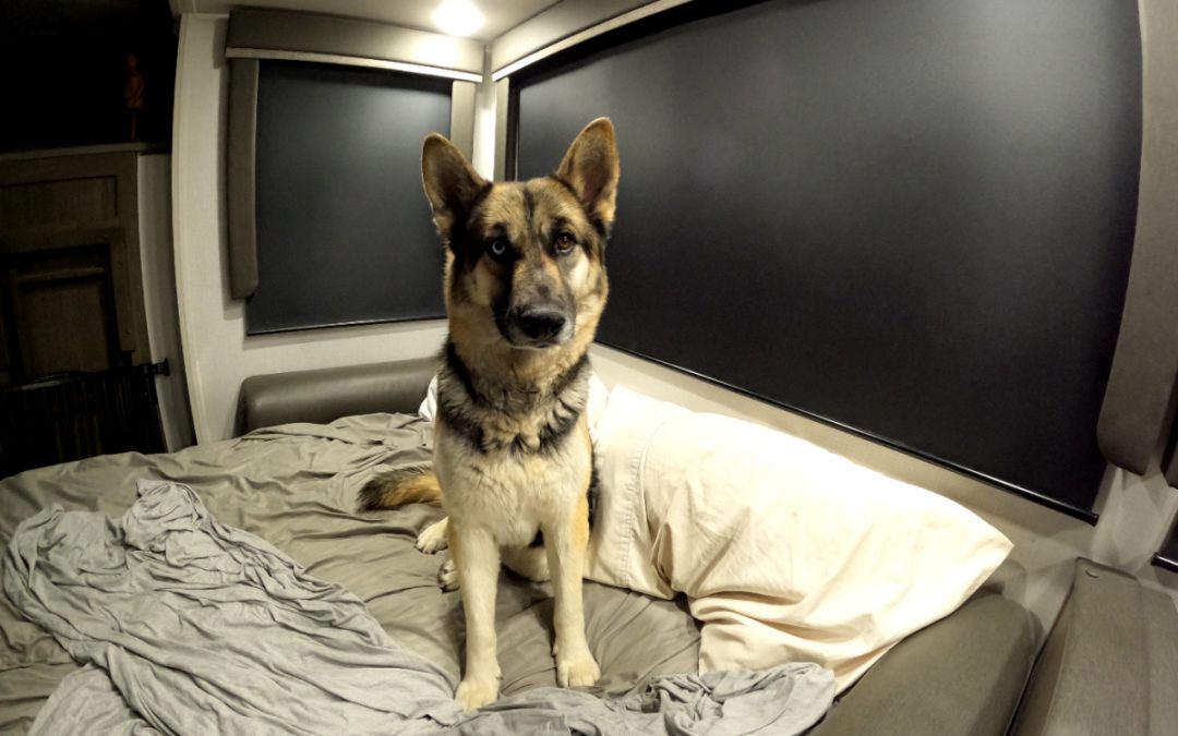Desert Dog is Finally Rescued: Meet Xena