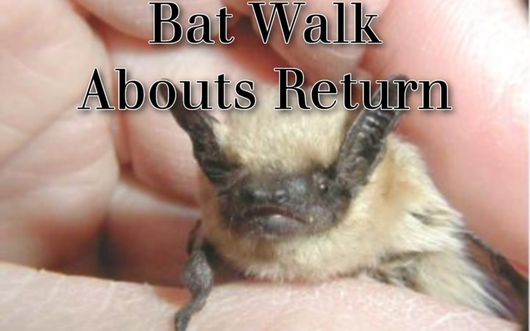 Bat Walk About Tours Available