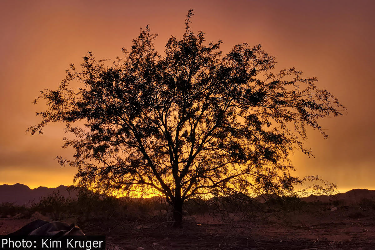 Fan Photo: Sunset at Veterans Memorial Park by Kim Kruger
