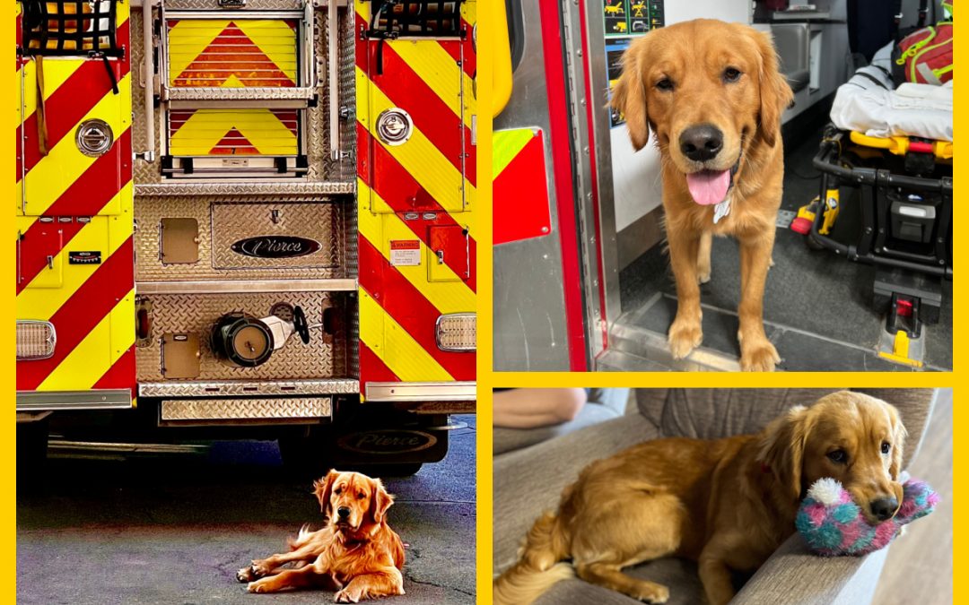 Meet Ryno the Fire Department Therapy Dog
