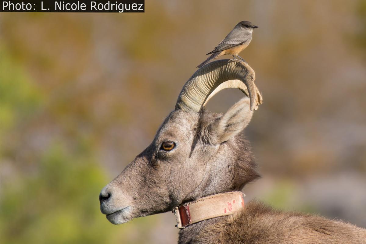 Fan Photo: Bighorn Buddy by L Nicole Rodriguez