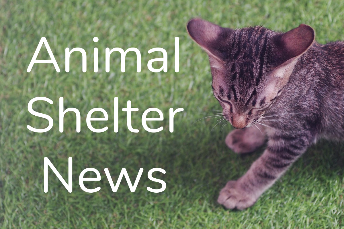 Boulder City Nevada Animal Shelter News