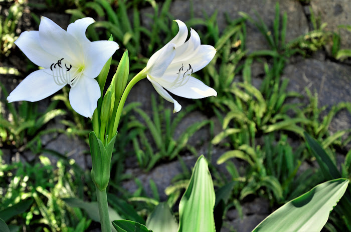 EasterLillies Boulder City Nevada