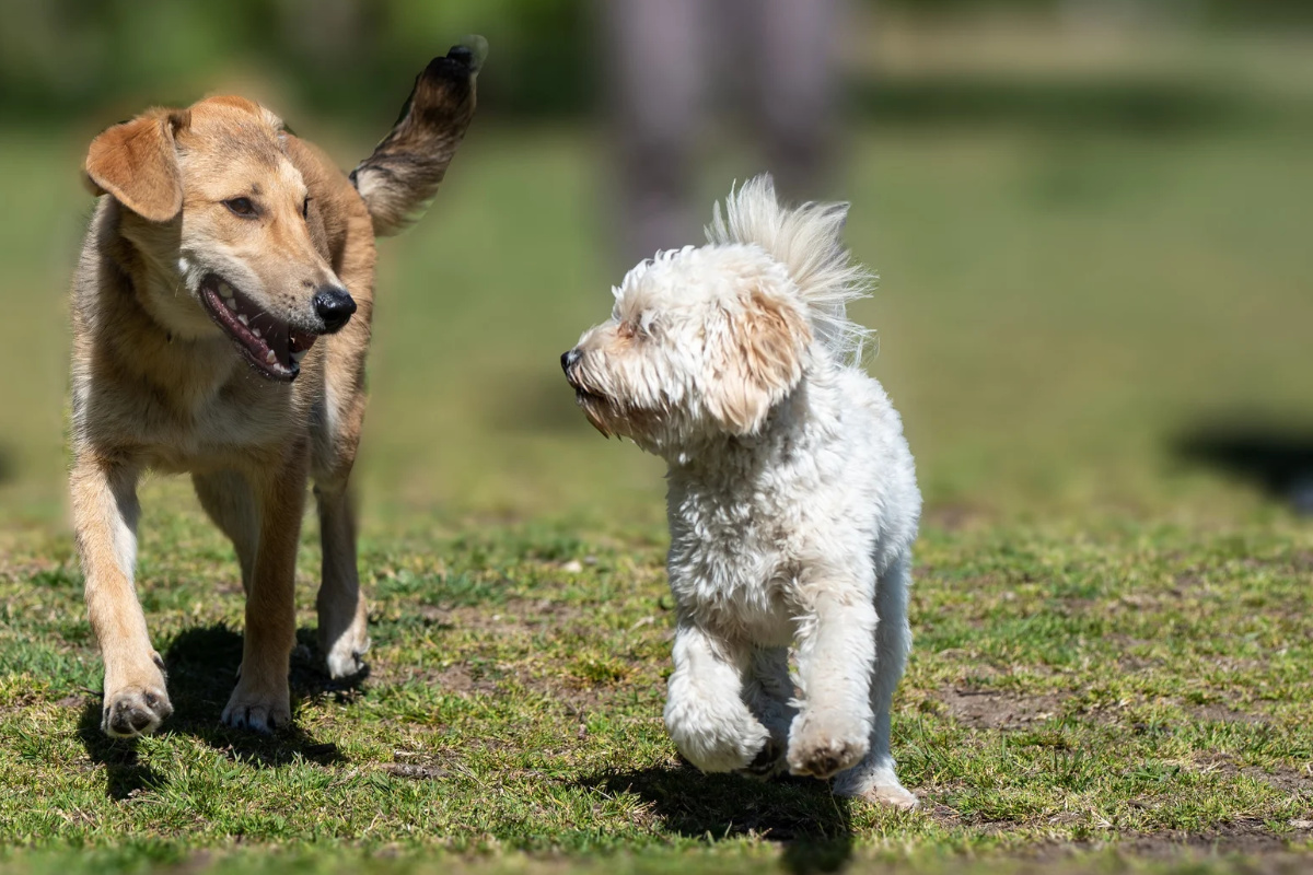 Leash Cutting Ceremony Scheduled