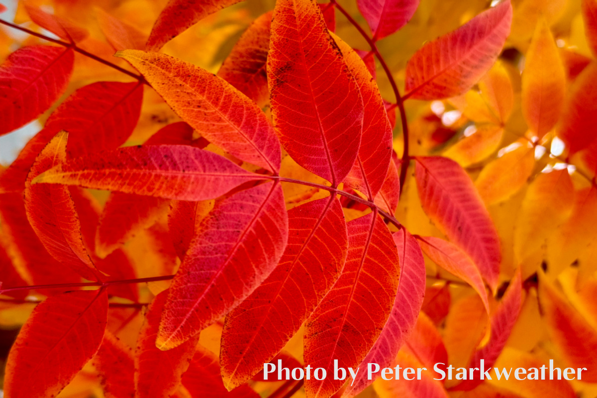 Fan Photo: Leaves of Autumn by Peter Starkweather