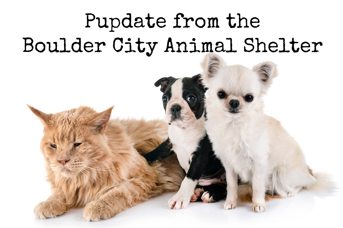 Animal Shelter News: December 2023