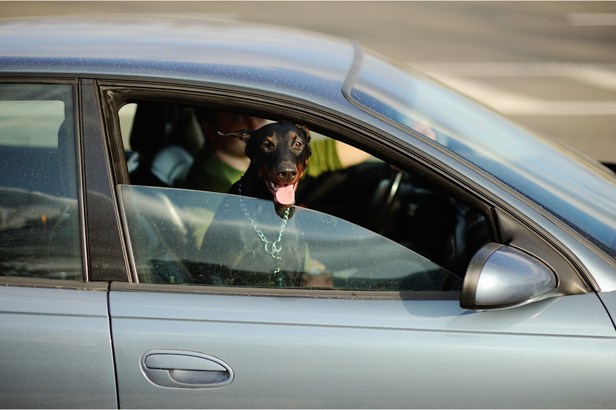Annual Reminder: Please Don't Leave Your Pets in Cars