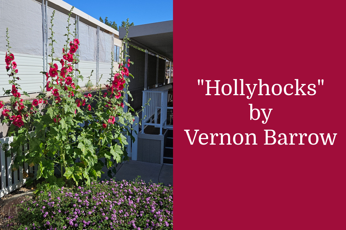 Fan Photo: Hollyhocks by Vernon Barrow