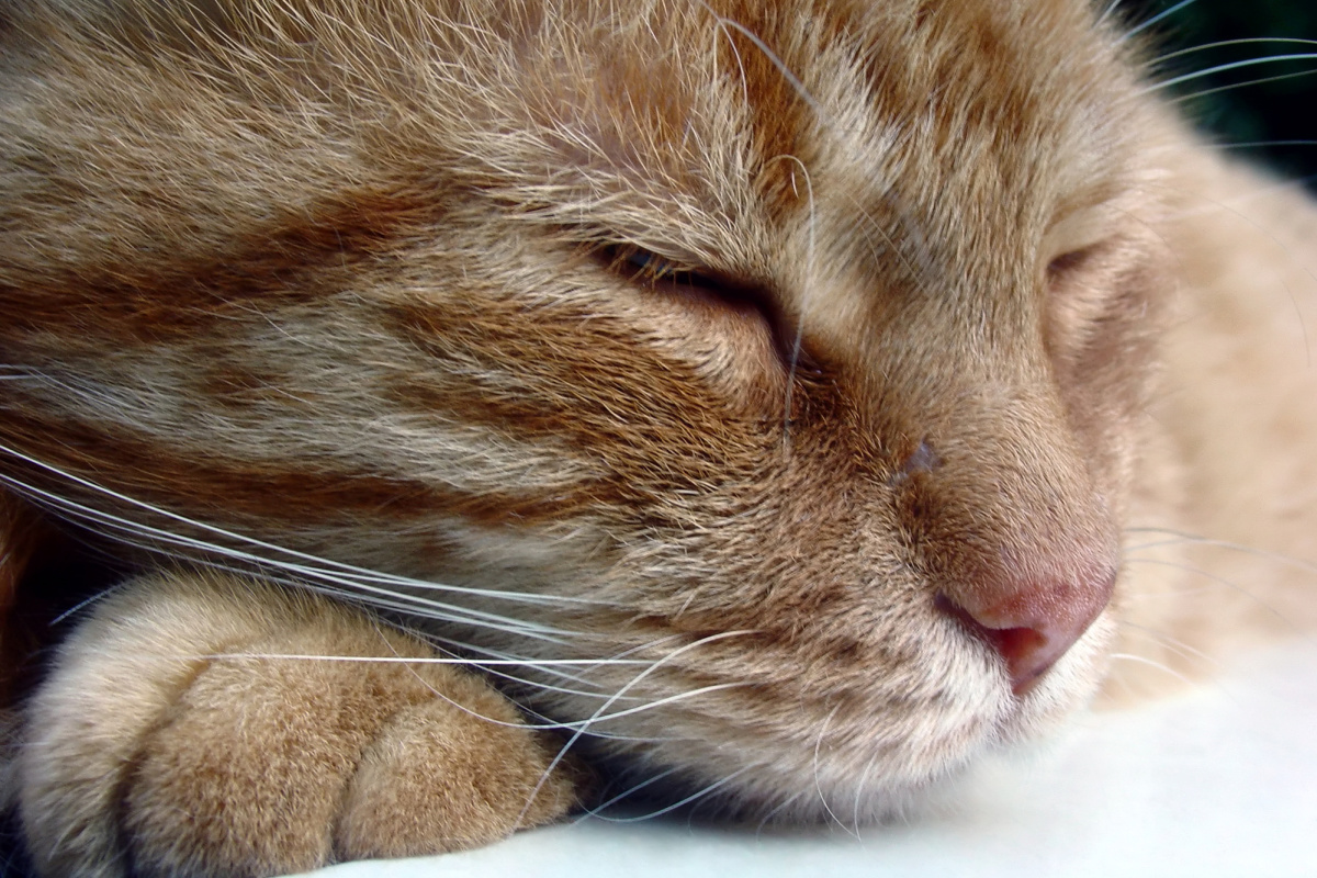 Image showcasing TNR Program Helps Control Feral Cat Colonies | Boulder City: Home of ...
