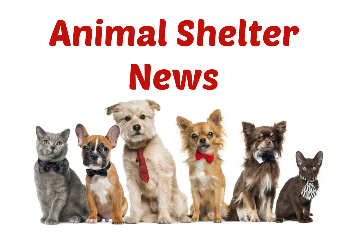 News from the Animal Shelter