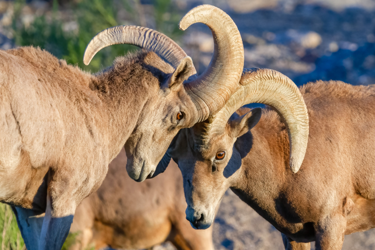 Learn More about Bighorn Sheep