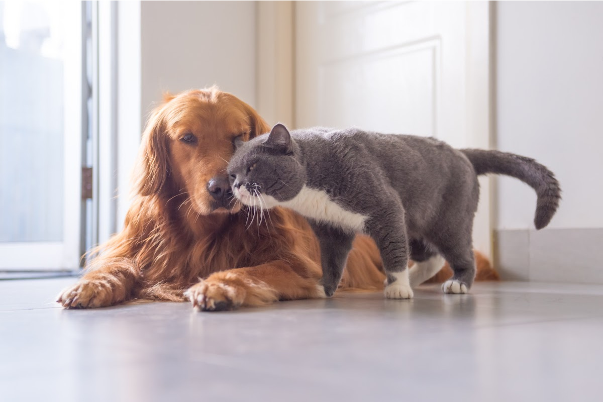 Pet CPR and First Aid Training Offered
