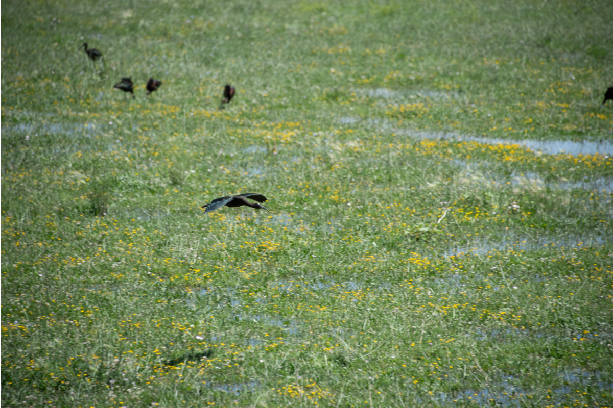 CarsonPark2.jpg