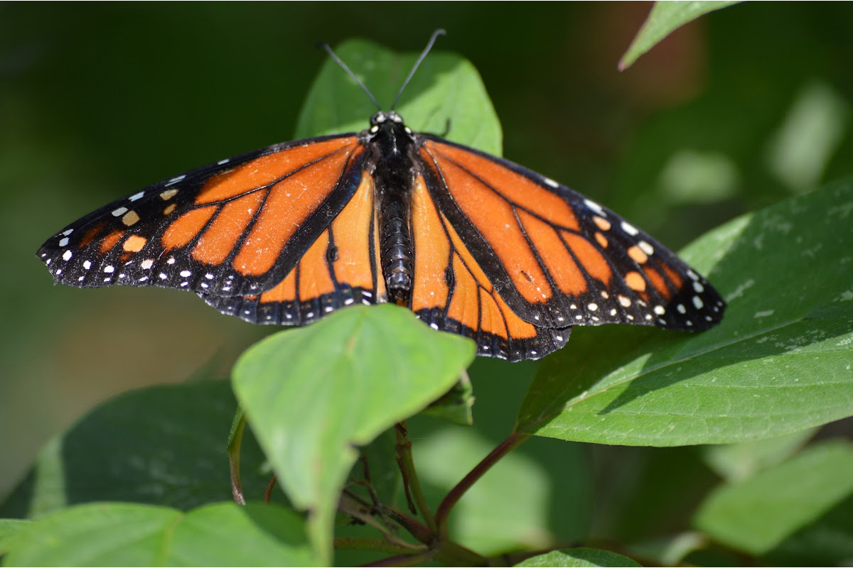 Monarch butterfly